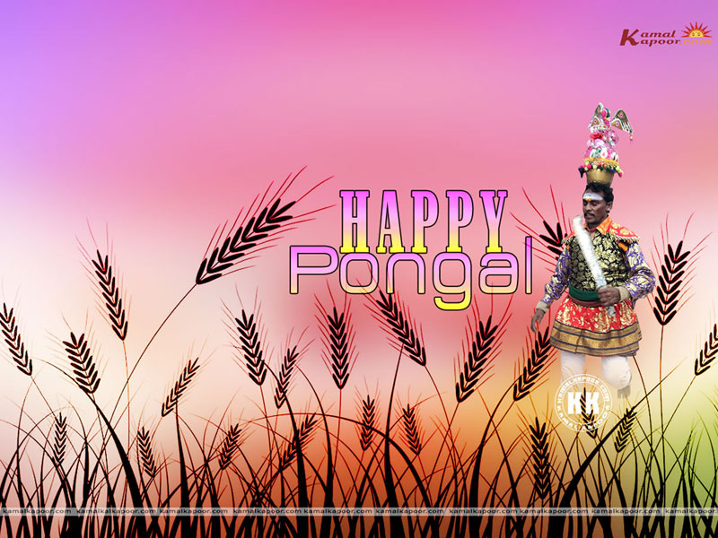 Pongal Wallpapers, wallpapers of festival Pongal, Different Pongal